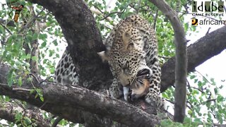 Scotia Female Leopard - Year 2, Becoming Independent - 7: Another duiker Meal