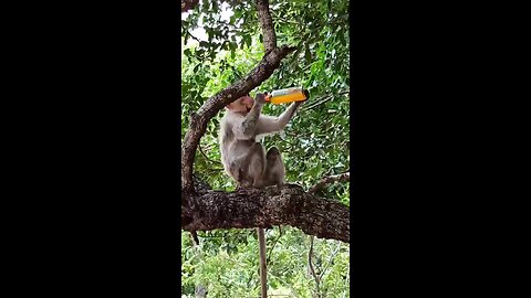 monkey drinking beer🤪