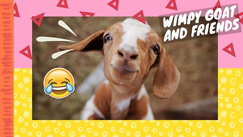 Wimpy Goat and Friends🐐| Compilation | 2020 Funny Animals😂👍