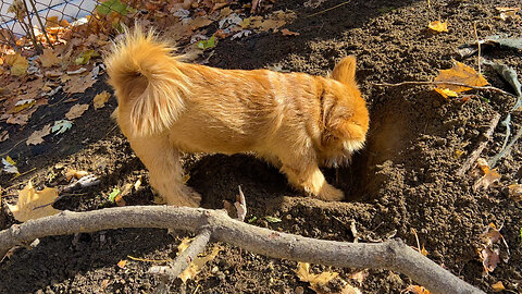 Golden puppy digging in the golden sunset