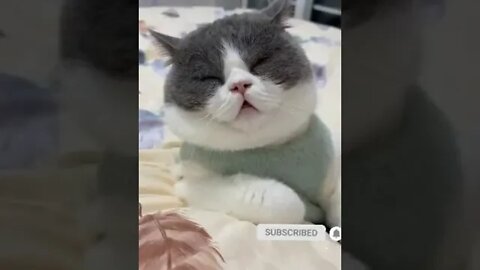 cute cat videos 😹 funny videos 😂 1196 😻#shorts