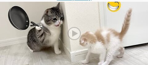 Funny animal video 🤣 cat vs dog