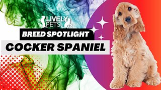 Cocker Spaniel Breed Spotlight - Everything You Need to Know