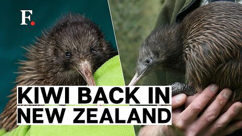New Zealand’s Wellington Welcomes National Bird, Kiwi, After 150 Years | F. Earth