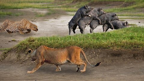 When Predator Becomes Prey! Leopard Was Busy Hunting Warthog But Ended Up Being Prey Of Hungry Lion