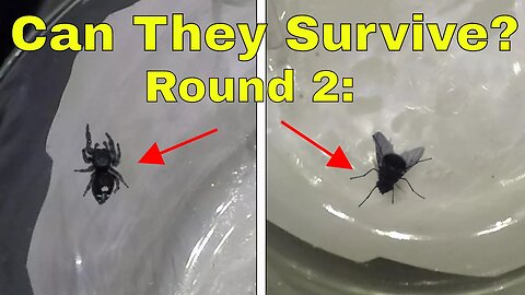 Round 2: What Happens When You Put a Fly and a Spider In a High Pressure Chamber? Will They Survive?