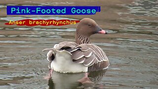 Pink-Footed Goose-Anser brachyrhynchus