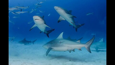 Never Seen In The Wild. Nurse Shark Mating capture by local Florida Divers