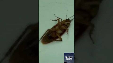 Two ants drag away a cockroach by its antennae #shorts #insect #strong #drag