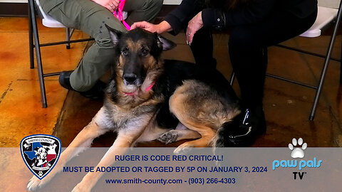Paw Pals TV: Ruger, saved from an animal cruelty case, now CODE RED CRITICAL!