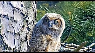 An Owlet Close-up 🦉 3/28/22 16:18