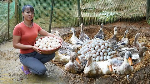 Harvesting Ducks, Geese, Chicken, Ducks Eggs, Chickens Eggs Go To Market Sell || Free Bushcraft