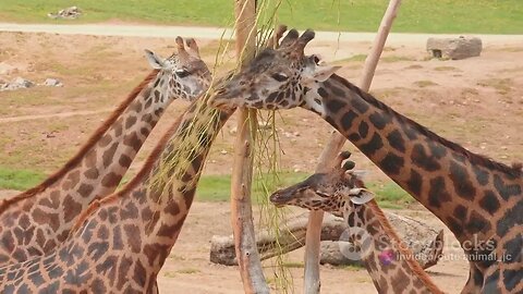 Giraffe Kingdom: Tall and Graceful Giants