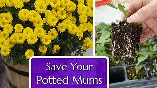 Save Your Potted Mums. Propagation by Cuttings