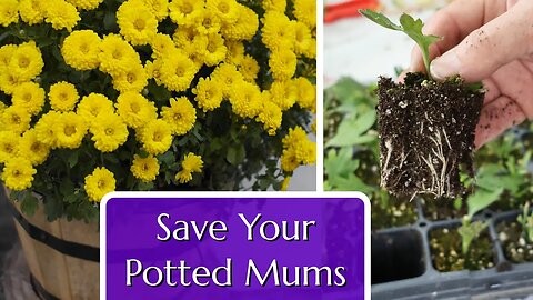 Save Your Potted Mums. Propagation by Cuttings