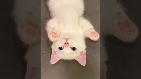 cute cat videos 😹funny videos 😂1242 😻#shorts @🏝 تفكر في خلق الله ﷻ 🏝