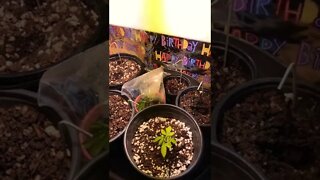 My 1st Cannabis Clone from Bag seeds