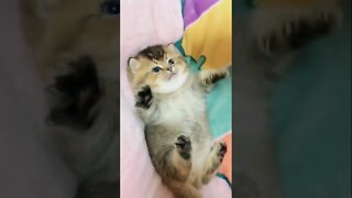 FUNNY CUTE KITTEN - Tiktok Compiled #Shorts