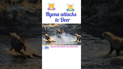 Hyena attacks to deer ¥