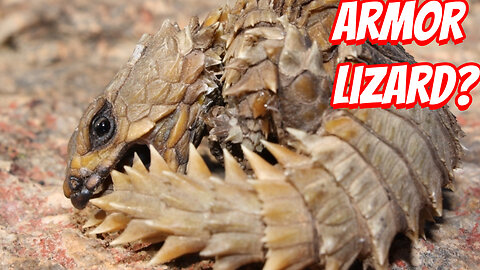 The Weirdest Armadillo Lizard To Ever Live!