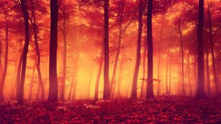 Relaxing Dark Autumn Music for Writing - Autumn Twilight Forest ★690