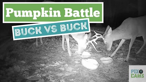 Bucks play sparring over pumpkins WL cam 2
