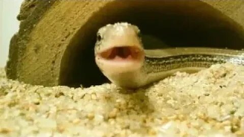 LARRY THE LEGLESS LIZARD TWO YEARS AGO (11/16/21) 🎶