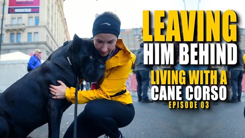 Leaving my Cane Corso Behind - Living With a Cane Corso Ep 3