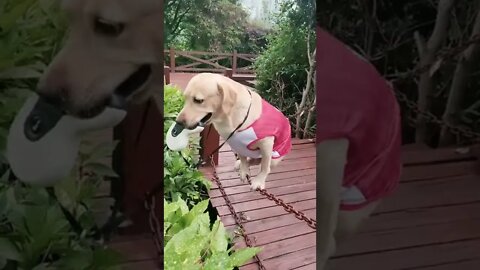 #Kung Fu Divine Dog#This dog has become fine#animal#shorts #viral