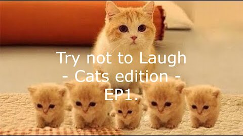 Try not to Laugh - Cats edition Ep1.
