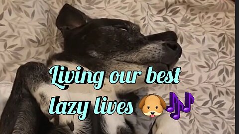 Living our best lazy lives 🐶🎶
