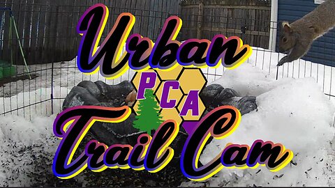Urban Trail Cam - Birdbath in the snow #trailcameras #trailcamvideos #crittercam #crittercamera