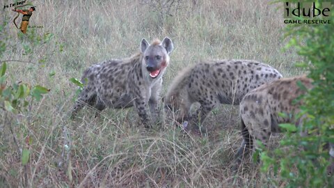 Hyena Clan Caught Themselves Some Breakfast!