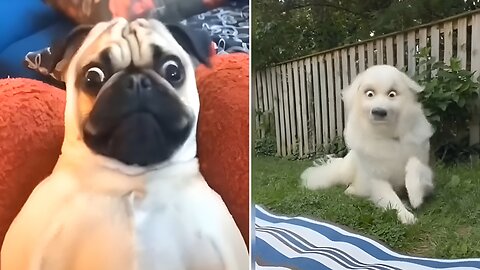 Cute dog video rumble viral