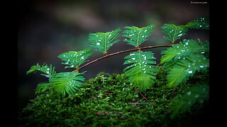 Raining |Relaxing | Calming | Deep Sleep | Rain and Thunder| Meditation