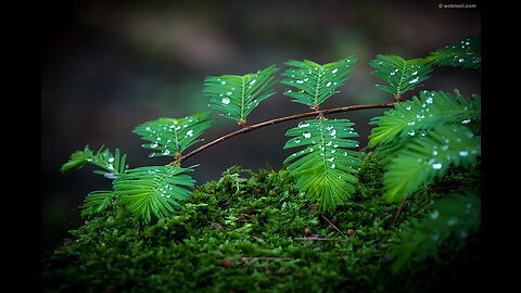 Raining |Relaxing | Calming | Deep Sleep | Rain and Thunder| Meditation