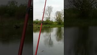 Fishing a secret pond for Bluegill