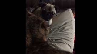 Pug puppy challenges older cat to epic wrestling match