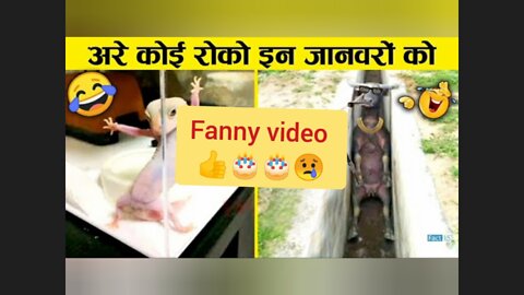 Animal Harkat Ke Janiy Fanny Free Video normal 😊☺️👍👍 2022