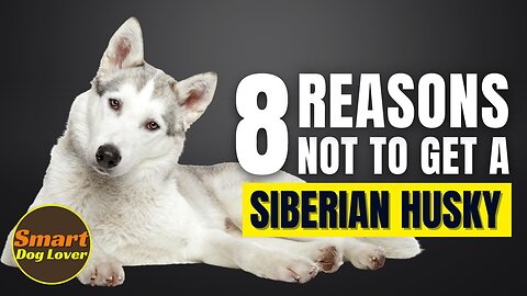 8 Reasons Why You Should Not Get a Siberian Husky | Dog Training Program