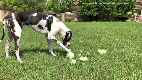 Great Dane Has Fun Making A Cabbage Roll