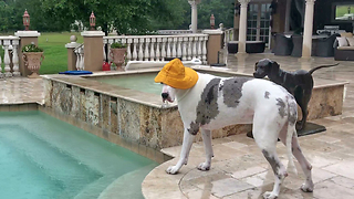 Funny Great Dane Goes Swimming in the Rain