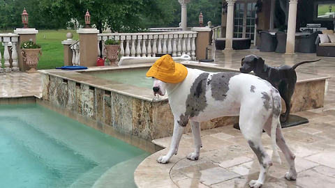 Funny Great Dane Goes Swimming in the Rain