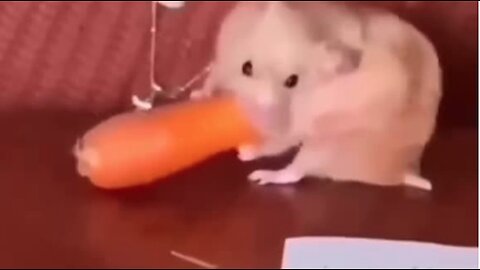 My Hamster Love Carrots a Little Too Much