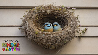 Where Birds Nest in The City