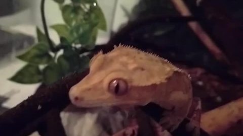 Gecko ecstatic to be celebrating his birthday