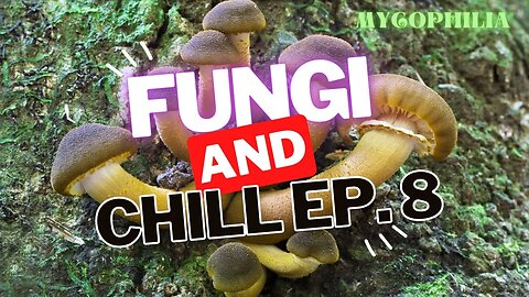 Fungi and Chill Livestream 8!