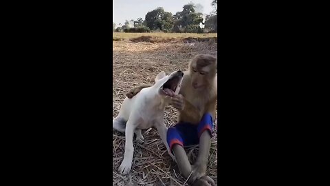 monkey and dog funny video