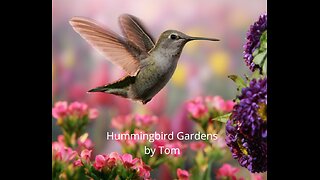 Hummingbird Garden Maryland Landscape