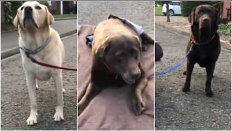 Cani portano il fratello convalescente a passeggiare